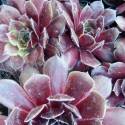 Sempervivum 'Othello'
