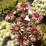 Sempervivum 'Reinhard'