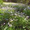 Polemonium reptans