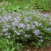 Polemonium reptans