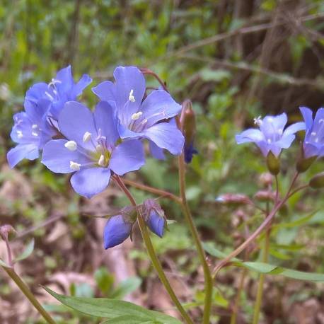 Polemonium reptans