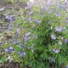 Polemonium reptans