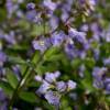 Polemonium reptans