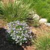 Polemonium reptans