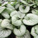 Brunnera 'Sterling Silver'