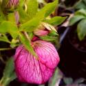 Helleborus 'Red Picotee'