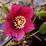 Helleborus 'Red Picotee'