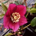 Helleborus 'Red Picotee'