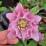 Helleborus 'Double Ellen Pink'