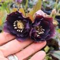 Helleborus 'Double Red'