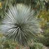 Yucca rostrata 'Sapphire Skies'