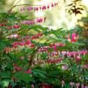 Dicentra spectabilis