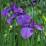Iris laevigata