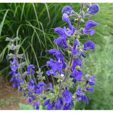 Salvia pratensis 'Big Blue'