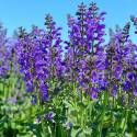 Salvia pratensis 'Big Blue'