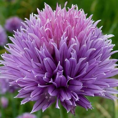 Allium schoenoprasum 'Viola Regale'