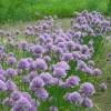 Allium schoenoprasum 'Viola Regale'