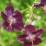 Geranium phaeum 'Samobor'