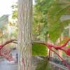 Acer x conspicuum 'Red Flamingo'