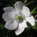 Anemone rivularis