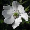 Anemone rivularis