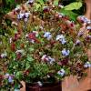 Ceratostigma plumbaginoides 'Summer Sky'