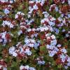 Ceratostigma plumbaginoides 'Summer Sky'