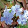 Ceratostigma plumbaginoides 'Summer Sky'