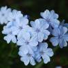 Ceratostigma plumbaginoides 'Summer Sky'