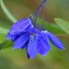 Sollya heterophylla 'Ultra Blue'