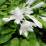 Hosta plantaginea