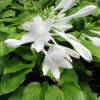 Hosta plantaginea