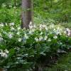 Hosta plantaginea