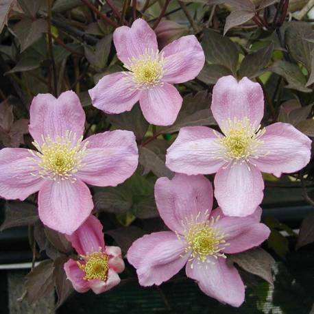 Clematis montana 'Rubens'