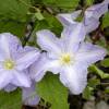 Clematis viticella 'Blue Angel'