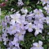 Clematis viticella 'Blue Angel'