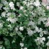 Clematis fargesii 'Summer Snow'