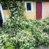 Clematis fargesii 'Summer Snow'