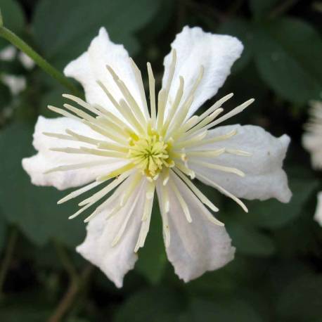 Clematis fargesii 'Summer Snow'