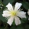 Clematis fargesii 'Summer Snow'