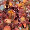 Persicaria hydropiper 'Rubra'