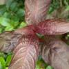 Persicaria hydropiper 'Rubra'