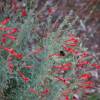 Zauschneria californica 'Nana'