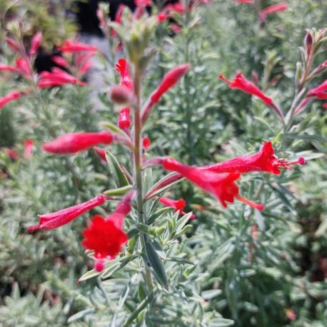 Zauschneria californica 'Nana'