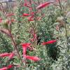 Zauschneria californica 'Nana'