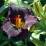 Hemerocallis 'Midnight Magic'