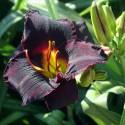 Hemerocallis 'Midnight Magic'