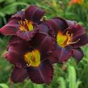 Hemerocallis 'Midnight Magic'