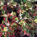 Houttuynia cordata ‘Chameleon’