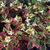 Houttuynia cordata ‘Chameleon’